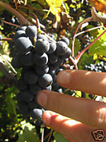 PORTER PLUS DE FRUITS