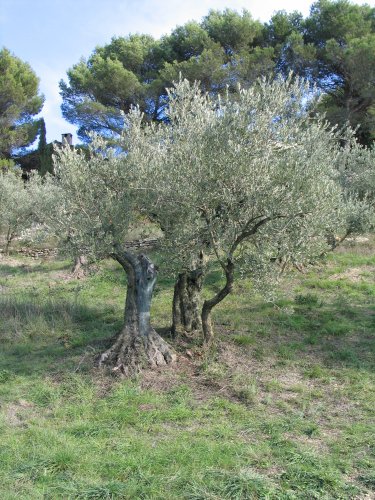 AU FRUIT ON RECONNAT L'ARBRE